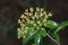 Tarenna fragrans