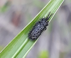Dorcathispa