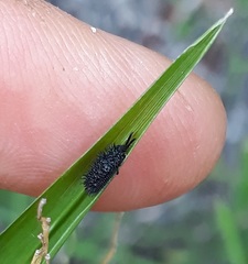 Dorcathispa