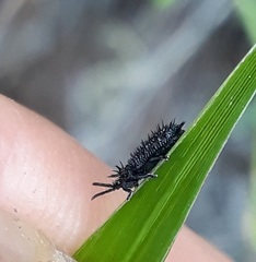 Dorcathispa