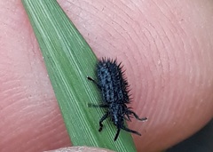 Dorcathispa