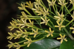 Tarenna fragrans