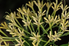 Tarenna fragrans