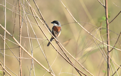 Lanius collurioides