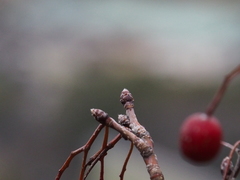 Micromeles japonica