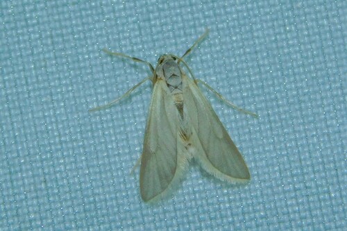 Acentria ephemerella