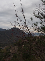 Micromeles japonica
