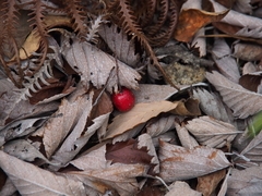 Micromeles japonica