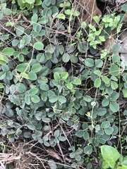 Cajanus scarabaeoides