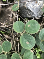 Cajanus scarabaeoides