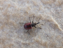 Tatianaerhynchites aequatus