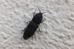 Lacon punctatus