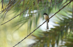 Lanius collurioides