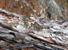 Hipparchia aristaeus