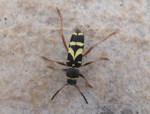 Clytus triangulimacula