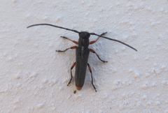 Phytoecia virgula