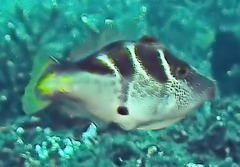 Paraluteres prionurus