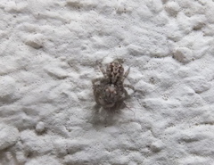 Pseudeuophrys vafra