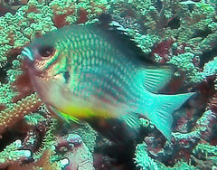 Amblyglyphidodon leucogaster