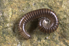 Leptogoniulus sorornus