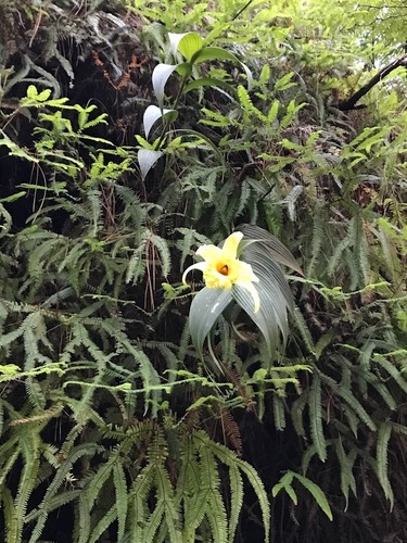 Sobralia xantholeuca, photograph 1