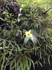 Sobralia xantholeuca