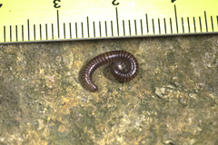 Leptogoniulus sorornus