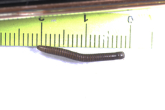 Leptogoniulus sorornus