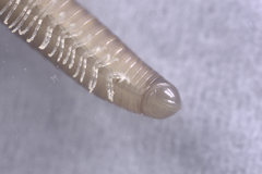 Leptogoniulus sorornus