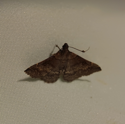 Sociable Renia Moth