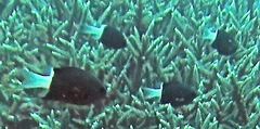 Pycnochromis margaritifer