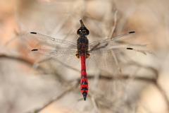 Austrothemis nigrescens
