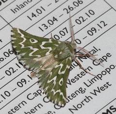 Drepanogynis bifasciata