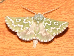 Drepanogynis bifasciata