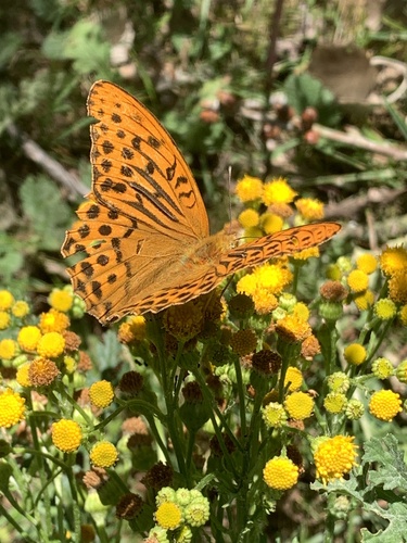 Silver-washed Fritillary, Amsterdamse Waterleidingduinen, Vogelenzang, Noord-Holland, NL, photo 9 of 10
