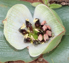 Colchicum coloratum burchellii