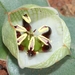Colchicum coloratum burchellii - Photo (c) Marion Maclean, alguns direitos reservados (CC BY-NC), uploaded by Marion Maclean