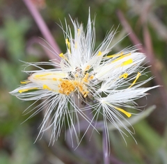 Crassothonna protecta