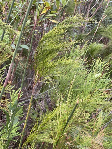 Rhodocoma gigantea, photograph 5