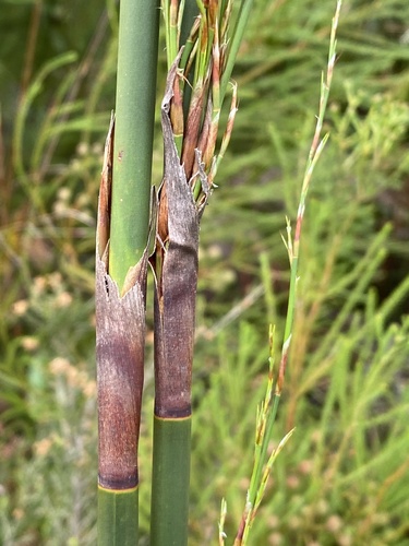 Rhodocoma gigantea, photograph 6
