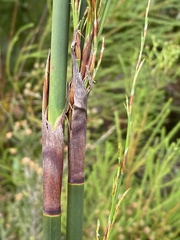 Rhodocoma gigantea, photograph (c) Dave U, some rights reserved (CC BY-SA)