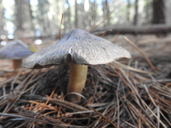 Tricholoma terreum image