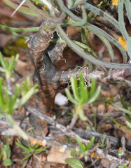 Crassothonna protecta