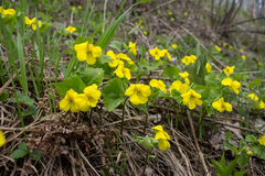 Viola uniflora