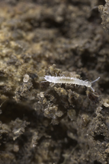 Symphyla