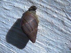 Thaumastus
