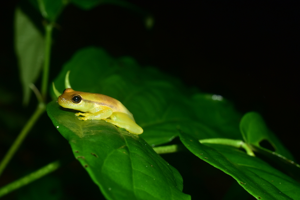 Paulo's Hatchet-faced Tree Frog