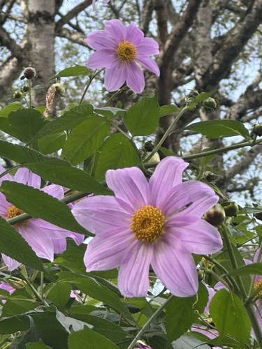 Dahlia imperialis image