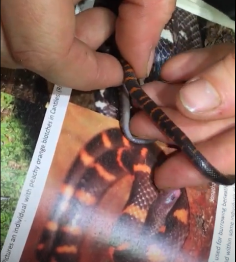 Cloud Forest Earth Snake, Geophis nephodrymus