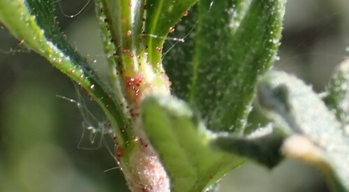 iNaturalist observation photo of Insects